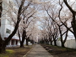応用化学科棟前の桜の様子