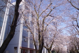 神奈川工科大学構内の桜